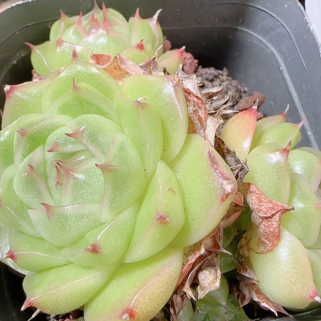 花语逸镜1114-212散开播福利