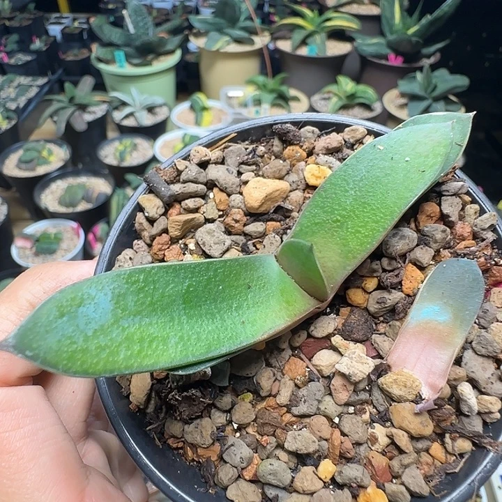 旋转覆轮锦大型卧牛锦侧芽