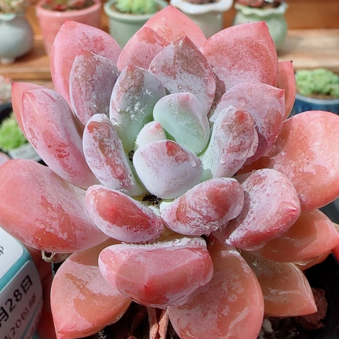 花语逸镜0928-128奥普