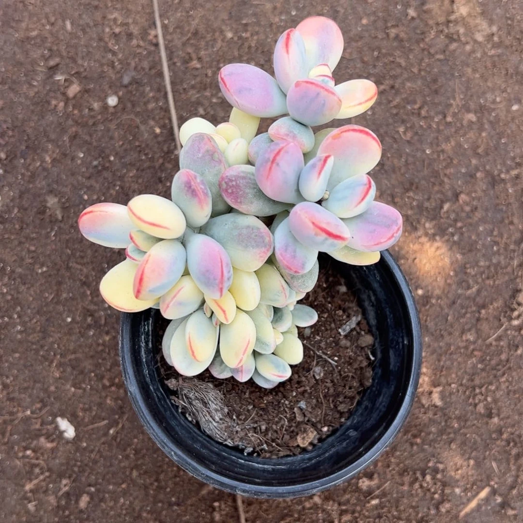 多肉乒乓福娘锦2605号