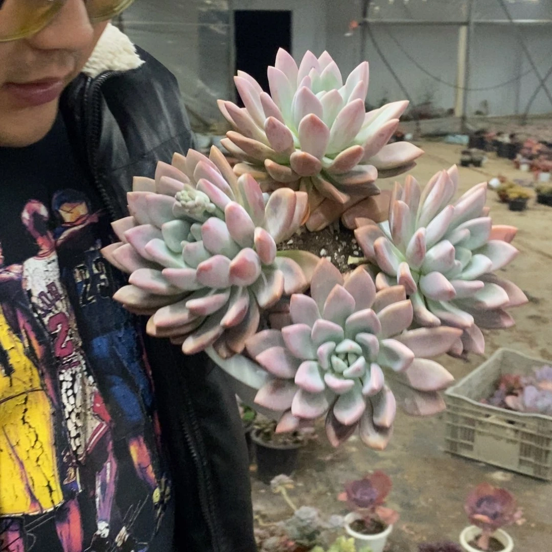 奥普琳娜四大头起发，230杯