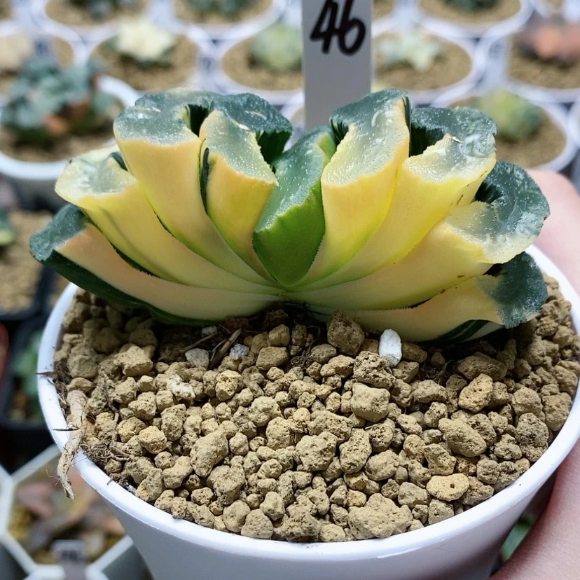 【闪购商品】46广重玉扇