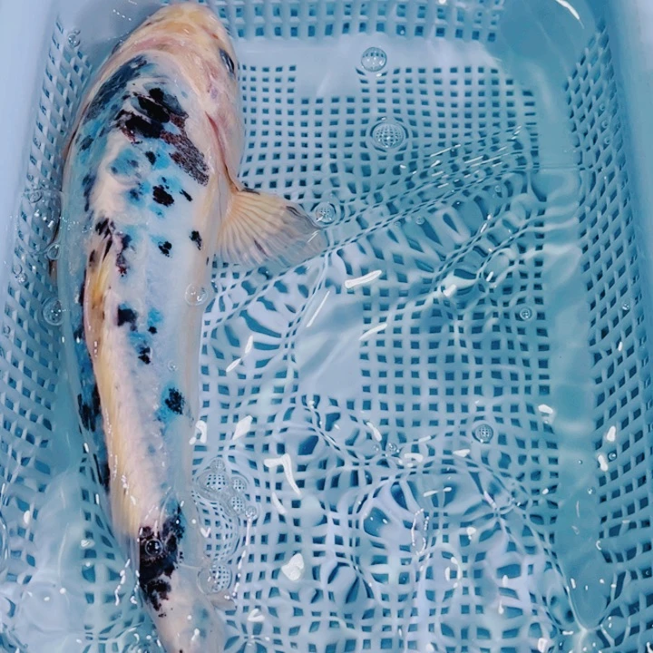 海水鱼锦鲤冷水观赏鱼1