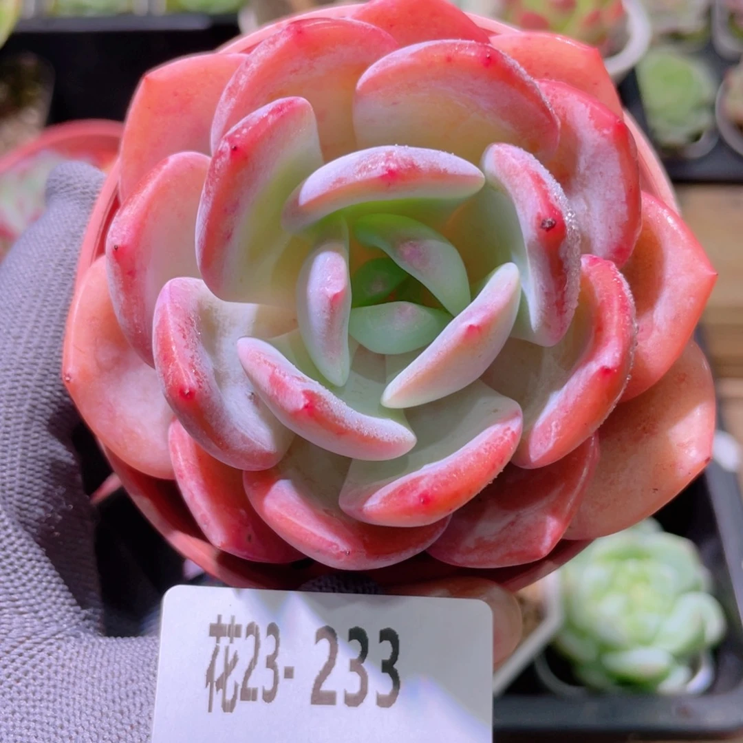 花利美23-233白月梦露