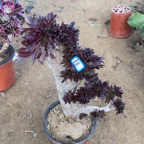 黑法师缀瑕疵一物一拍