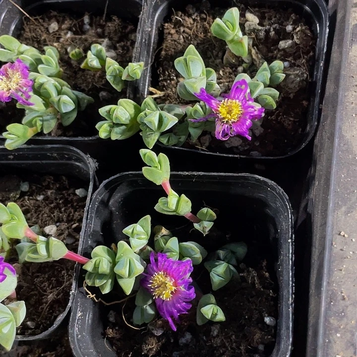 碧玉莲2.8带盆土