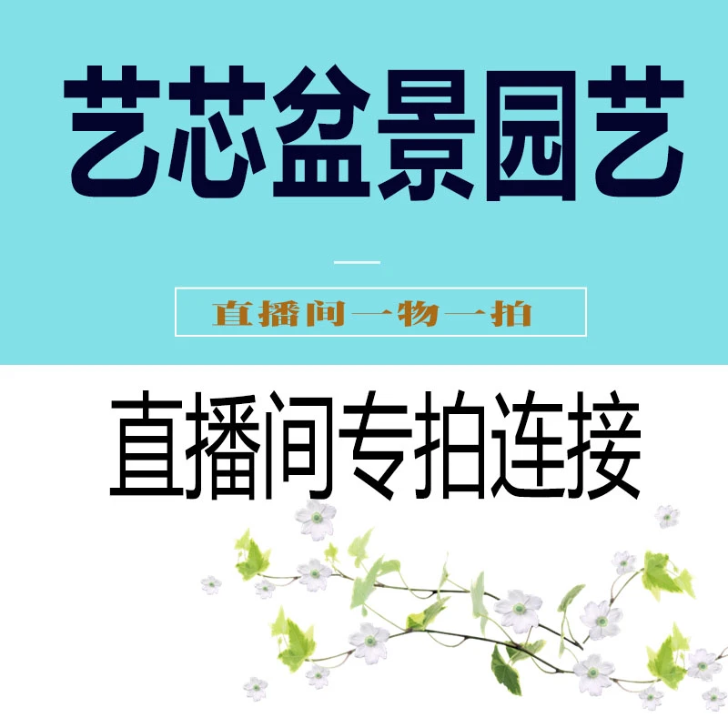 海棠花梅花盲盒专拍链接【直播间一物一拍】
