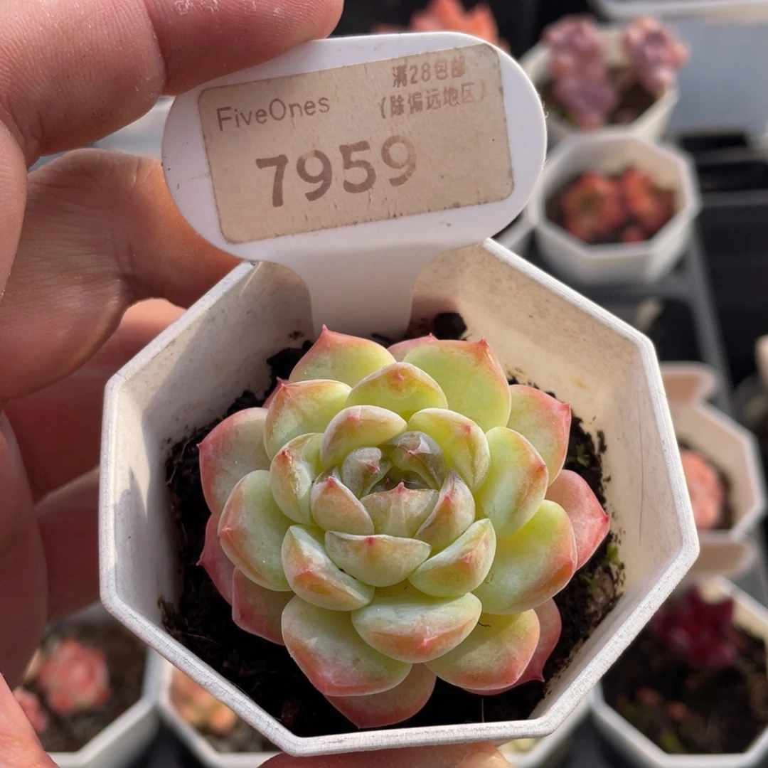 冰葡萄7959-5厘米