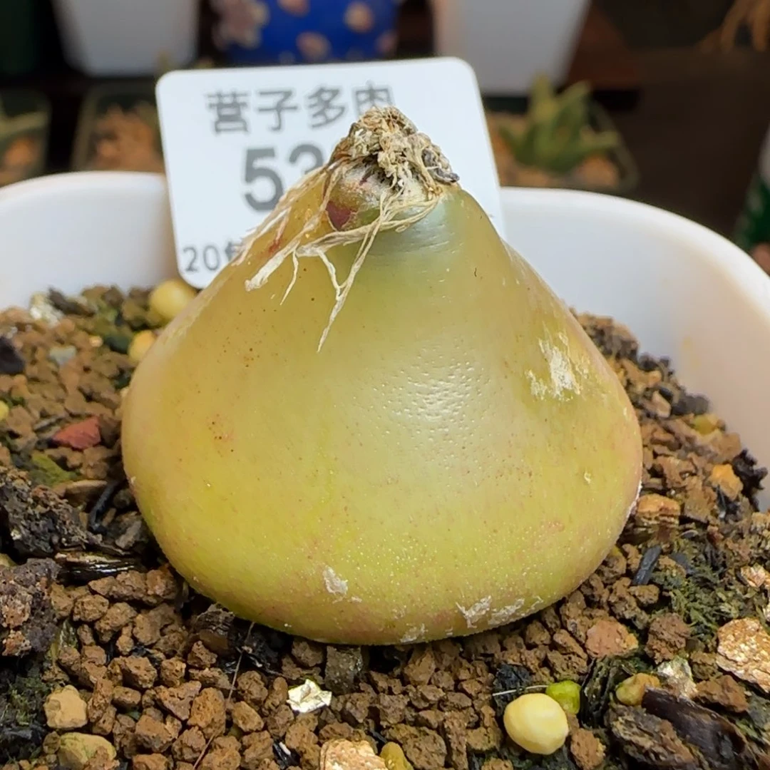 在***王带盆土发货。