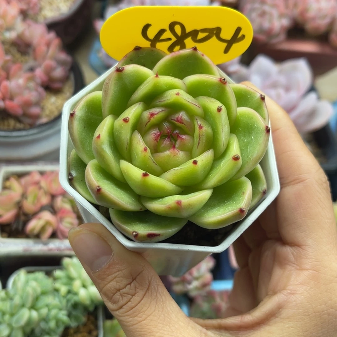 玉蕊珍妮单头4804
