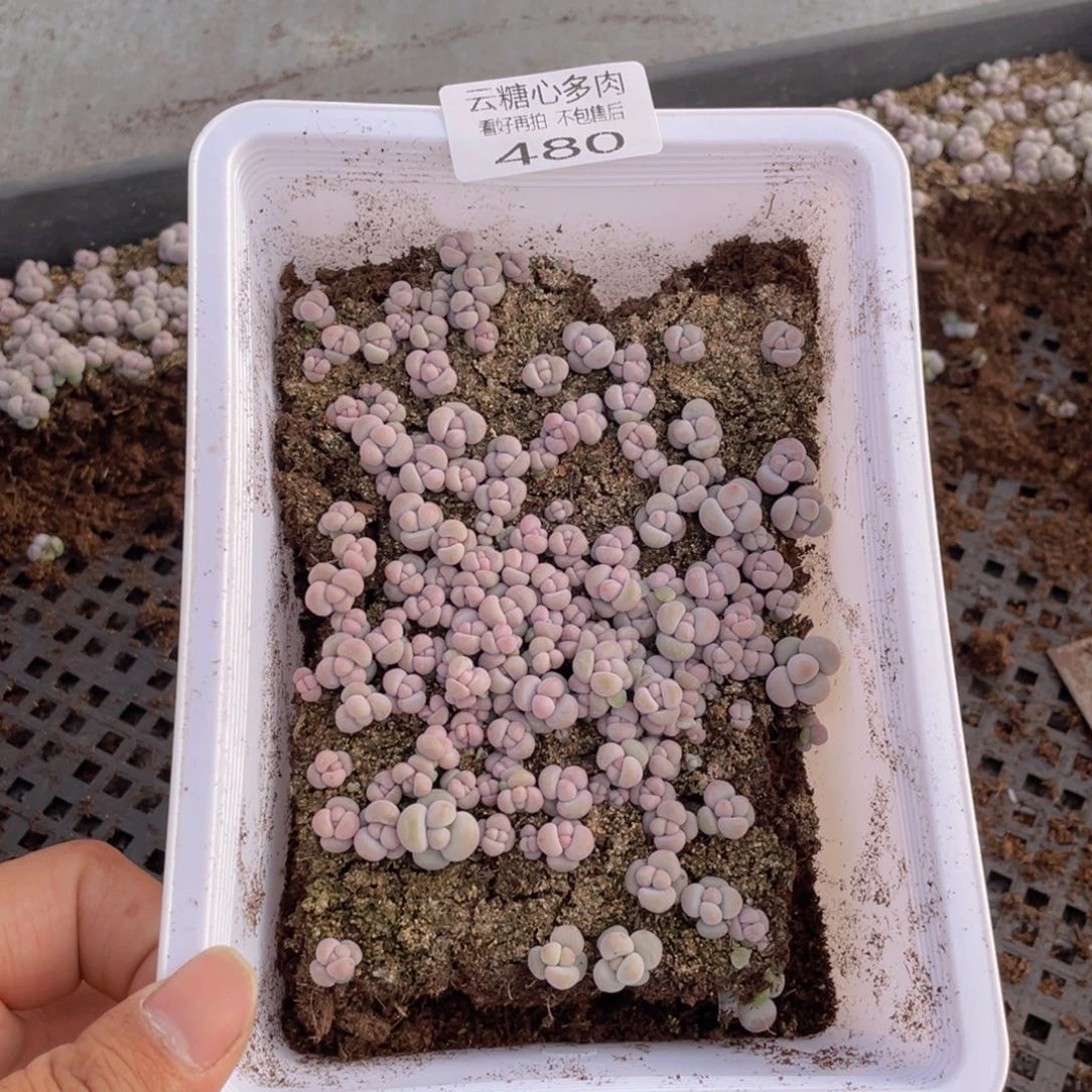 云糖心多肉植物480