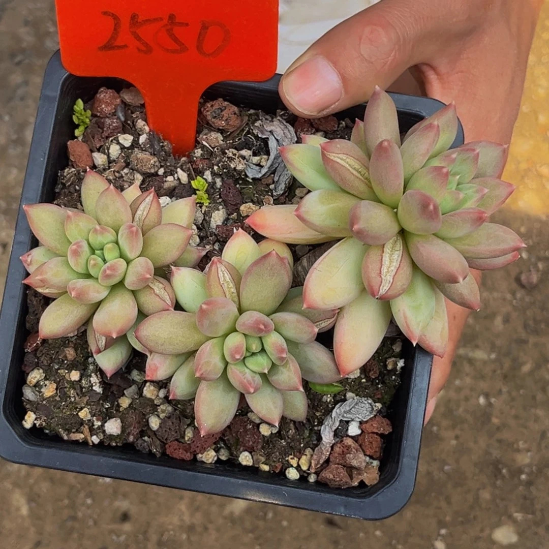 2550号上午多肉植物群生多肉植物