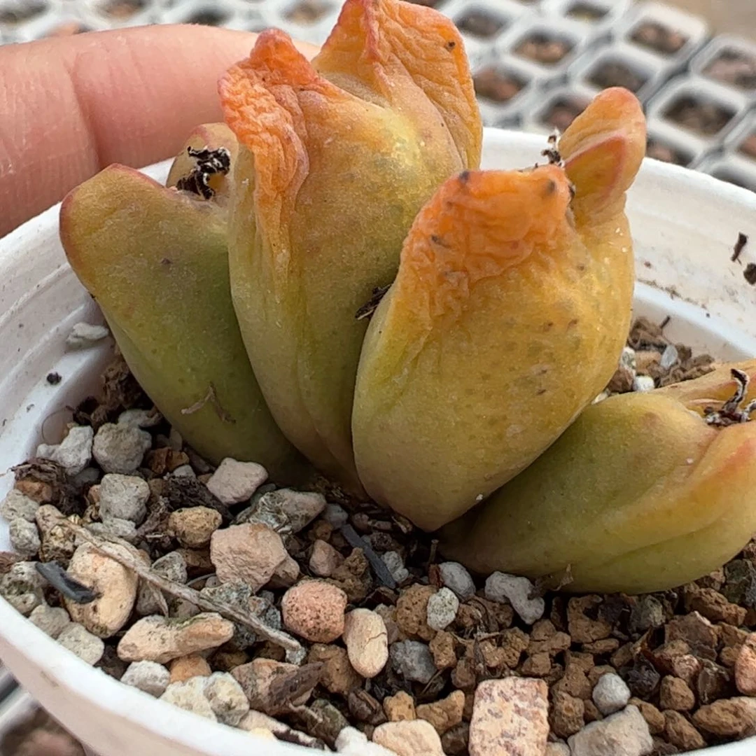 多肉植物百科236