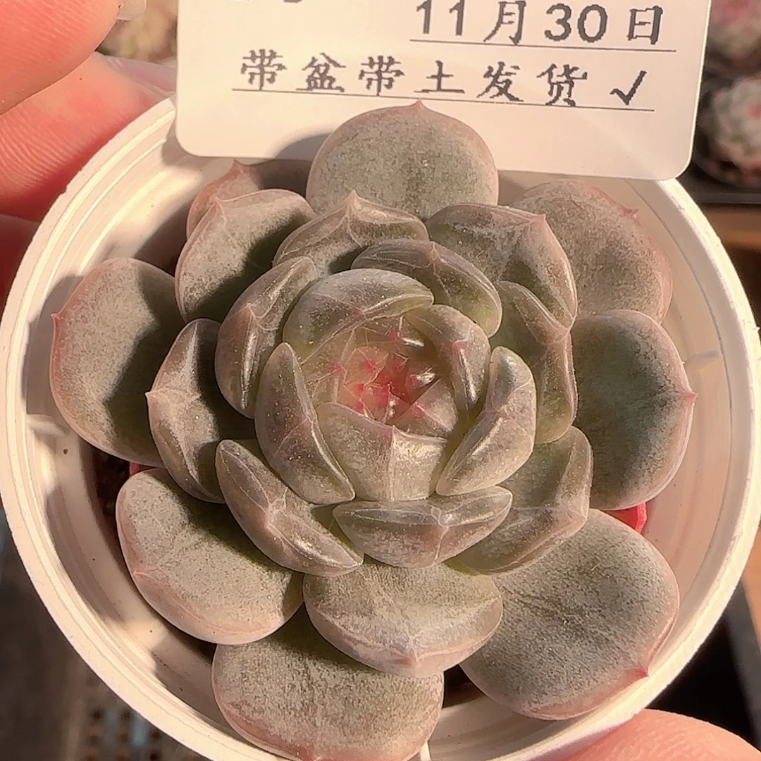 多肉1130-80白恋白恋