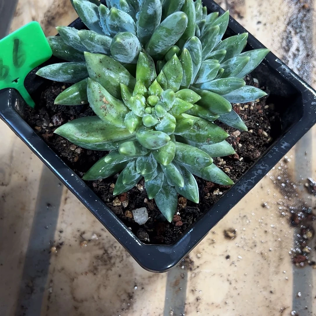 重楼石化多肉植物