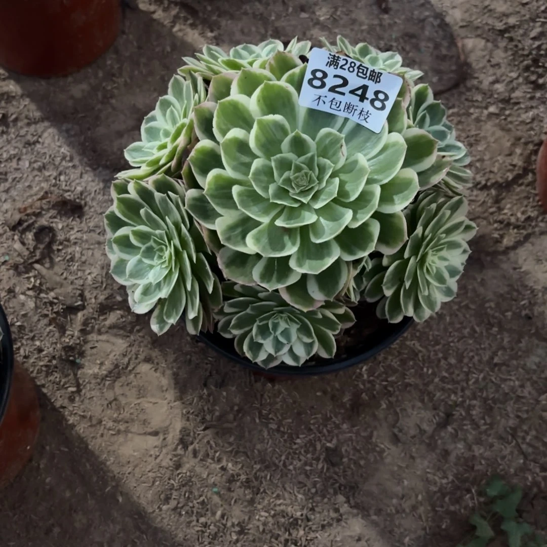 孔雀翎多肉植物17-8248