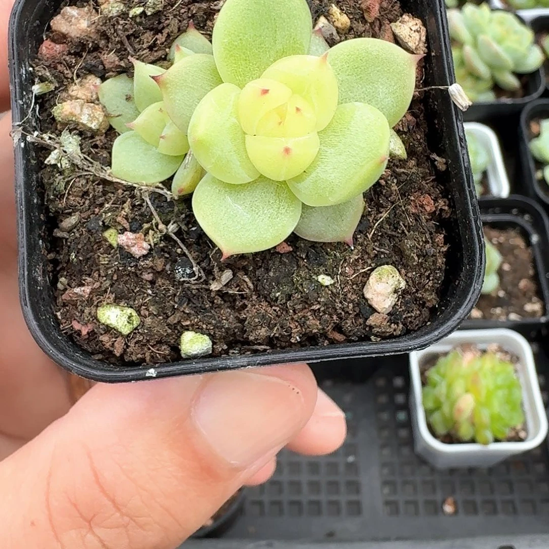 199玉玲珑双头多肉