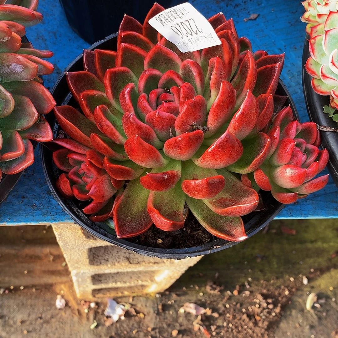 小***間    红女巫多肉22020