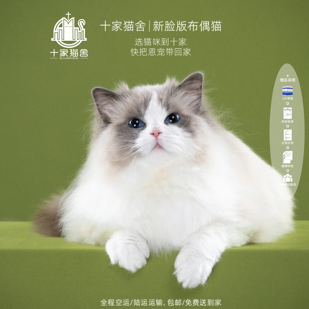 【十家猫舍】吖咪-弟弟 I新脸版布偶猫I猫咪活体
