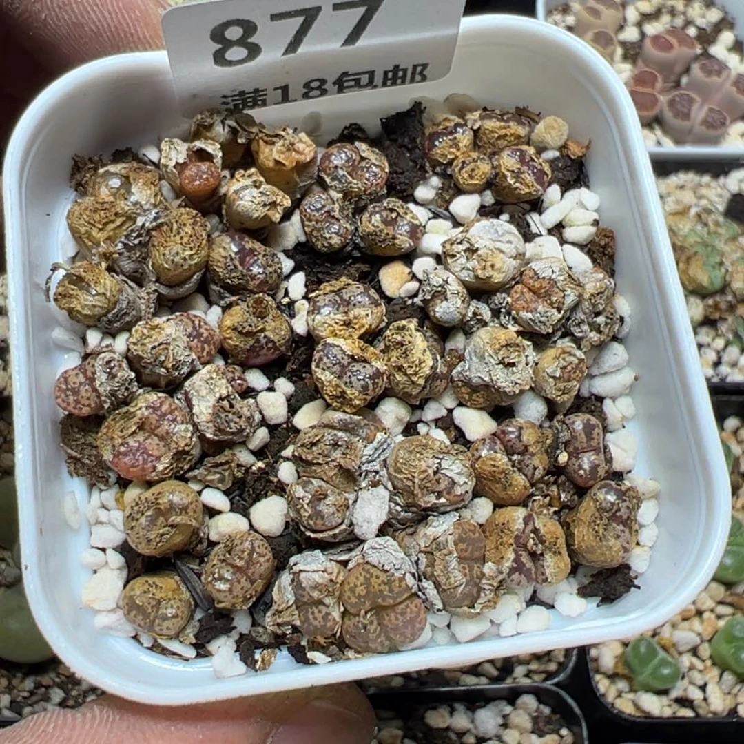 【闪购商品】 877。