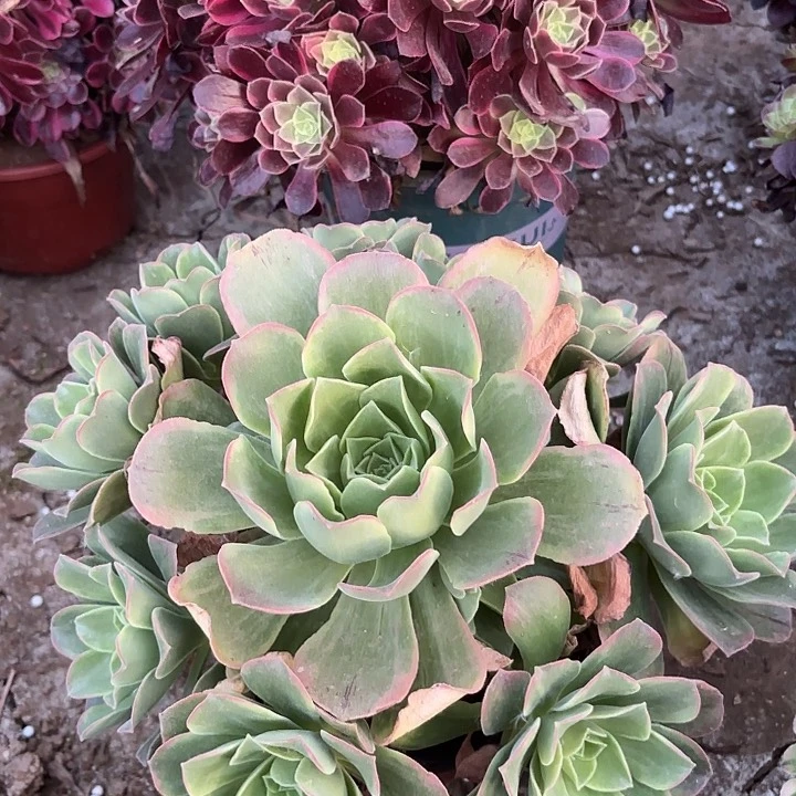 多肉植物玉龙观音锦20