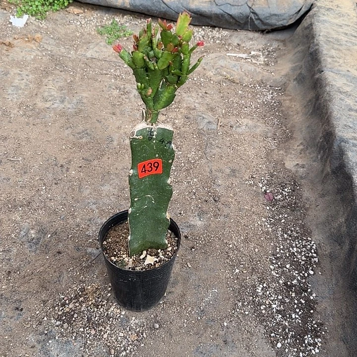 439嫁接蟹爪兰：桑吉塔（无花苞）