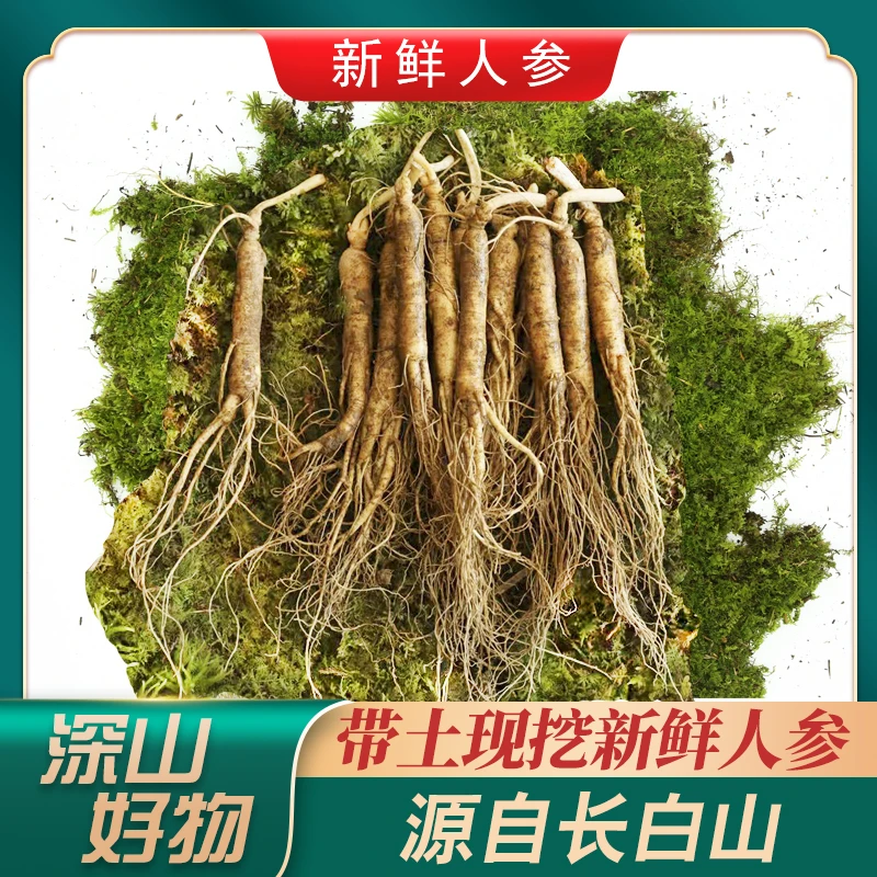 【500克长白山新鲜小人参】现挖带土小人参食用煲汤泡酒保鲜参初级