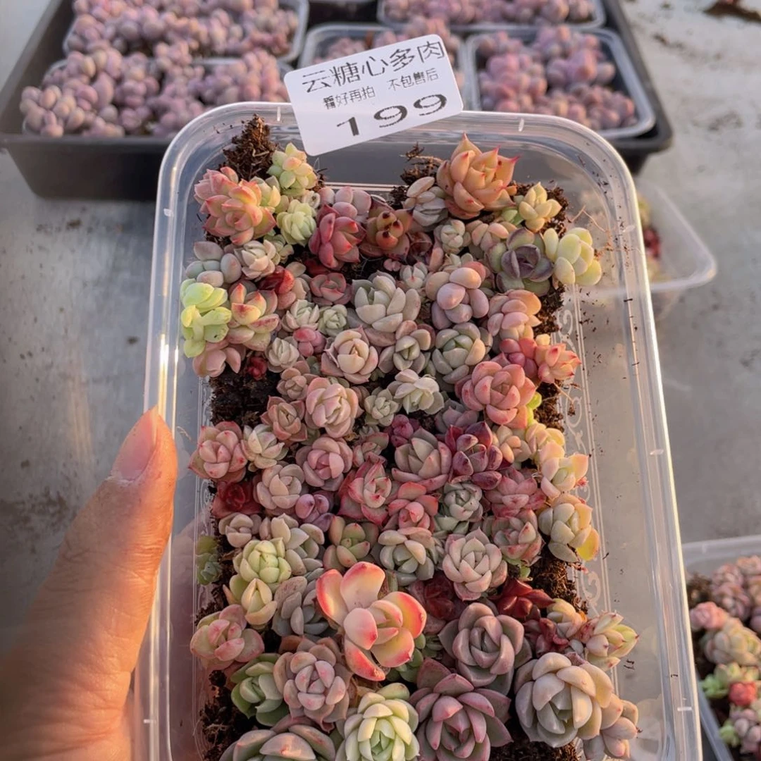 云糖心多肉植物199