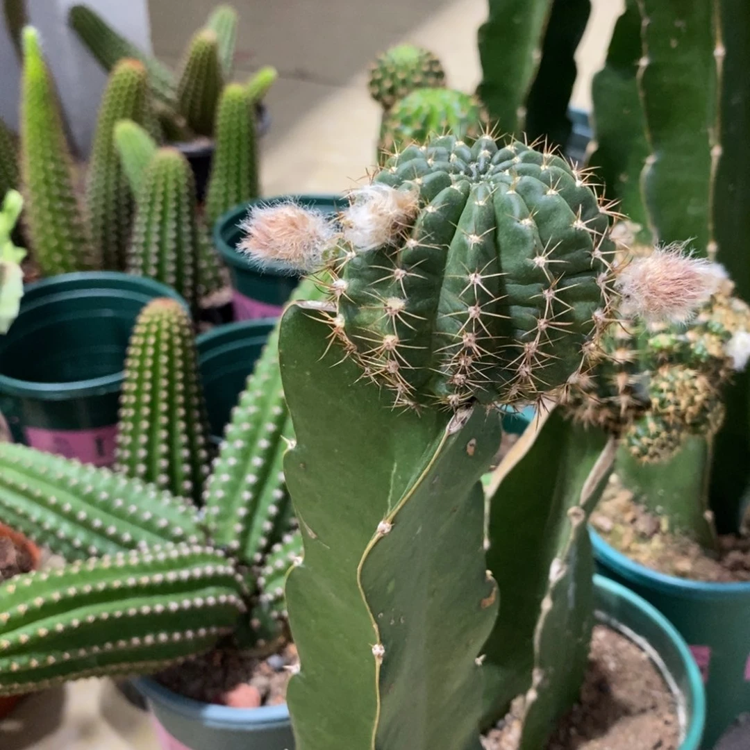 新品丽花L38母本带花苞