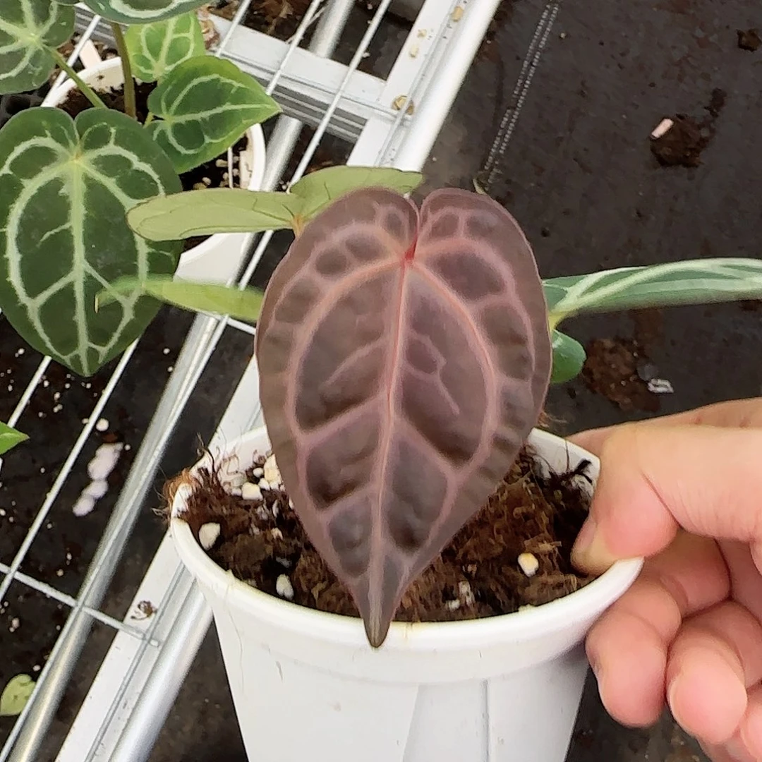 完全开放神奇男孩杂圆舞