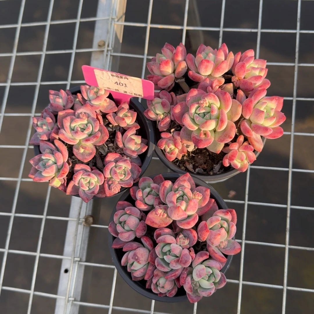 401望舒3颗肉肉肉肉肉肉