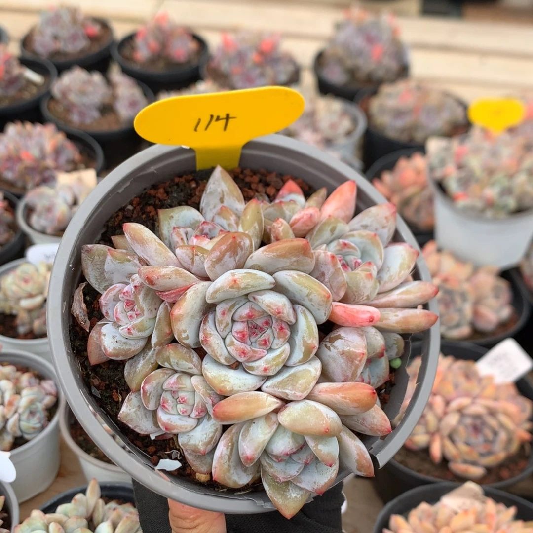 11厘米八头有砍贵妃粉溏心石榴籽 捧花 114