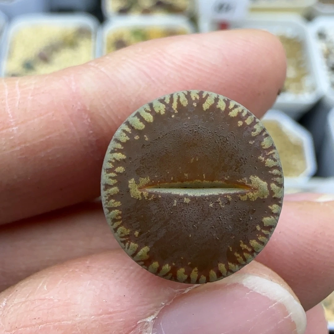 723红光阳清框福利30包邮