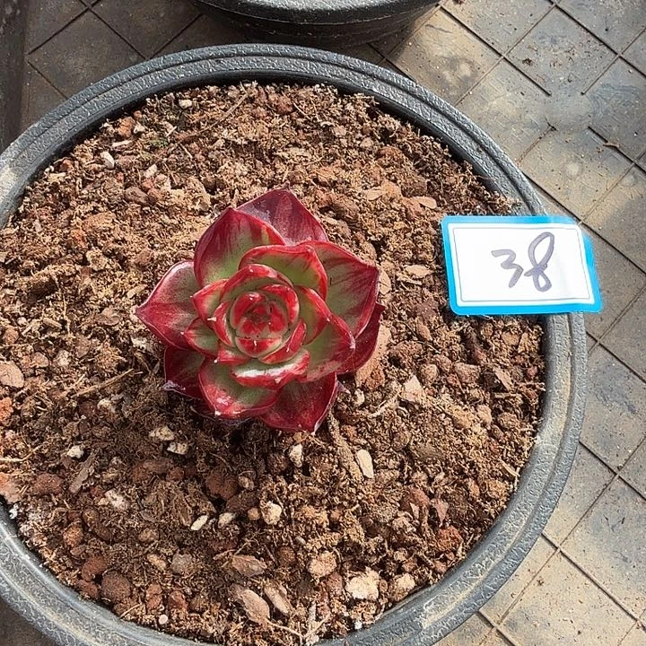 曾***节38-----------------