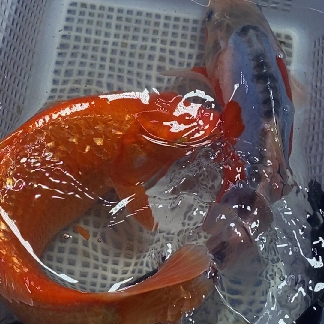 锦鲤冷水锦鲤包邮