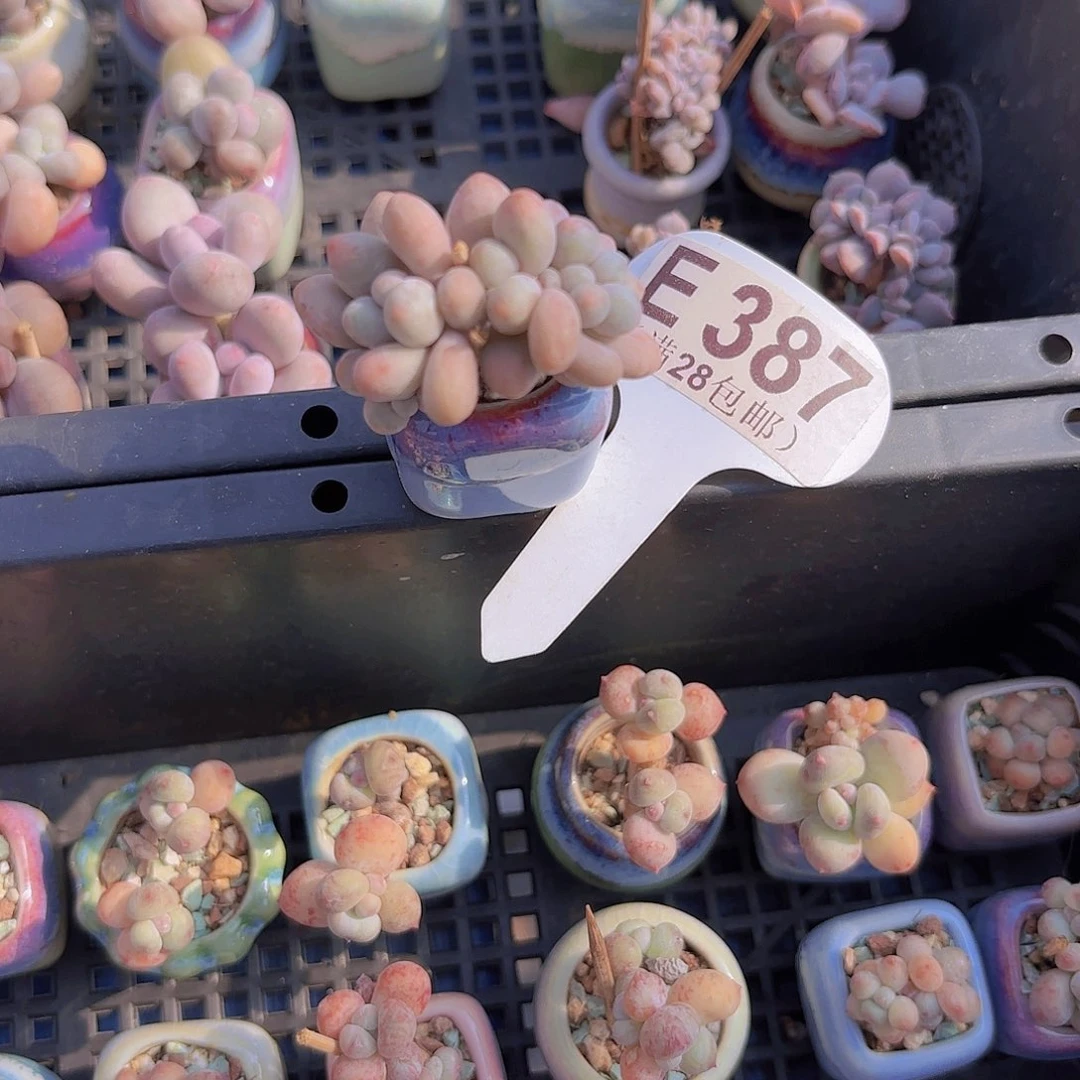 E387桃花奶一物一拍