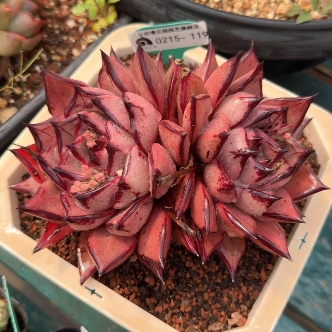 从前慢多肉精选编号0215.119