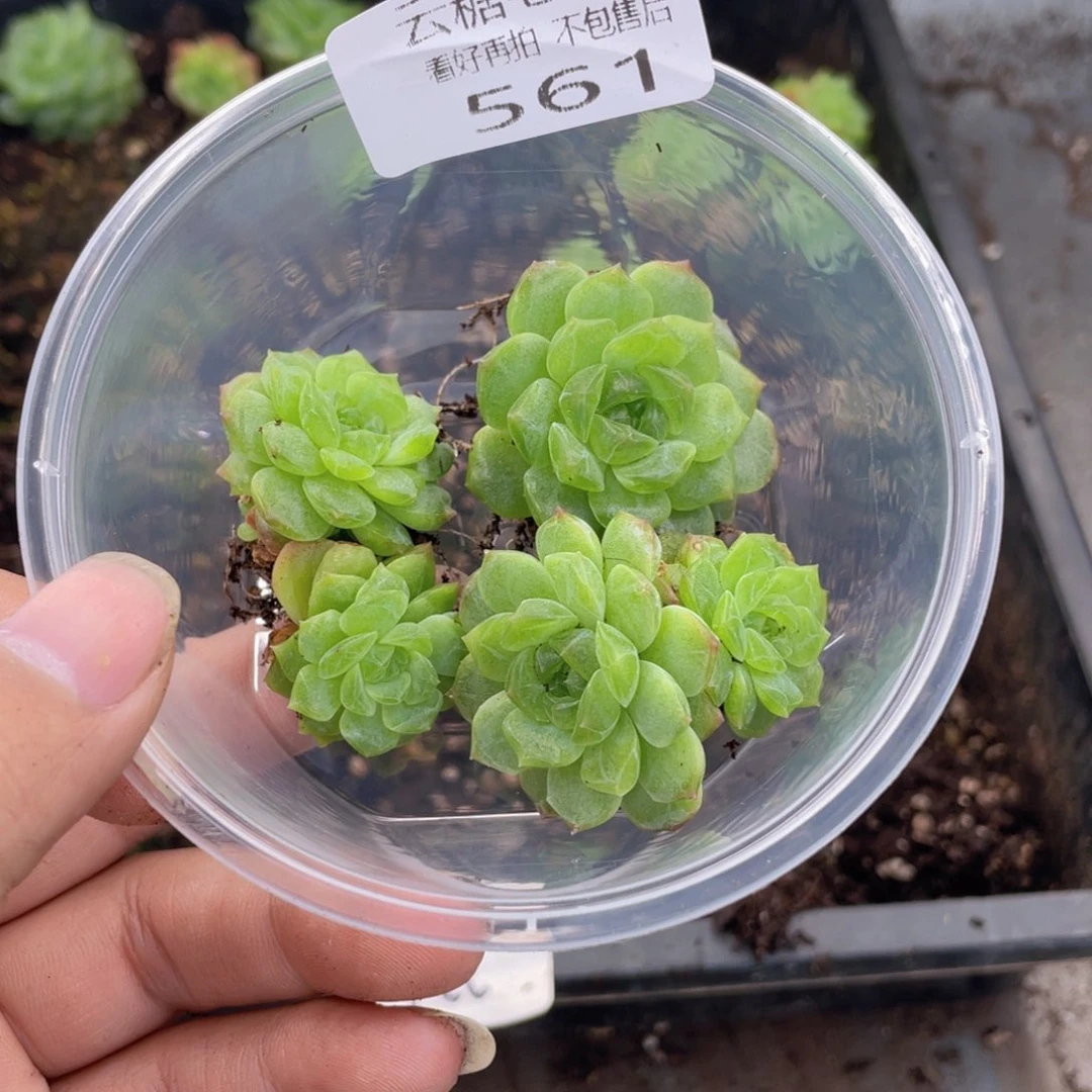 云糖心多肉植物561