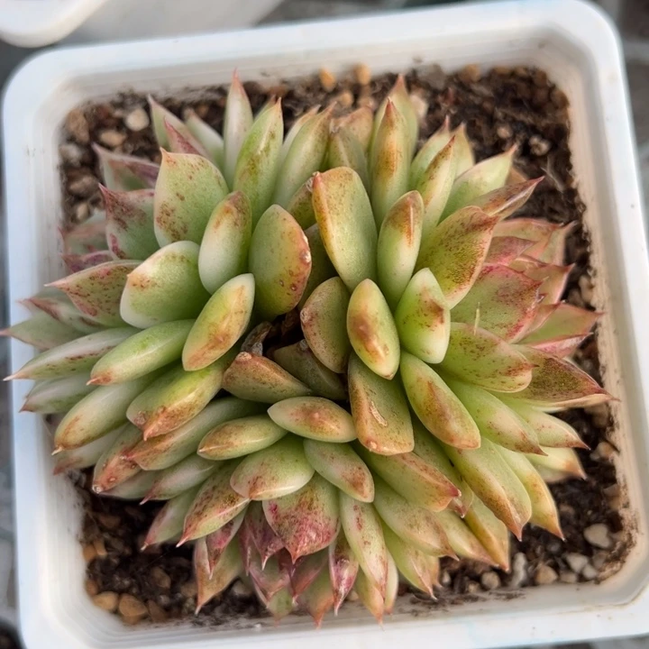 黑水晶锦一物一拍锦龙