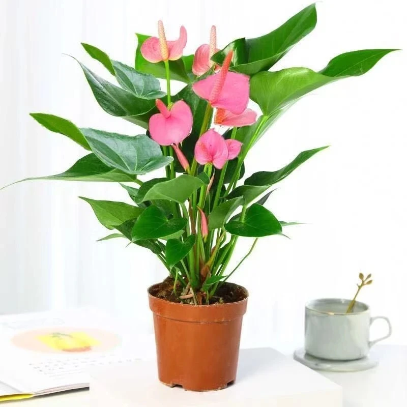 粉掌红掌盆栽室内花卉好养绿植四季常青一帆风顺
