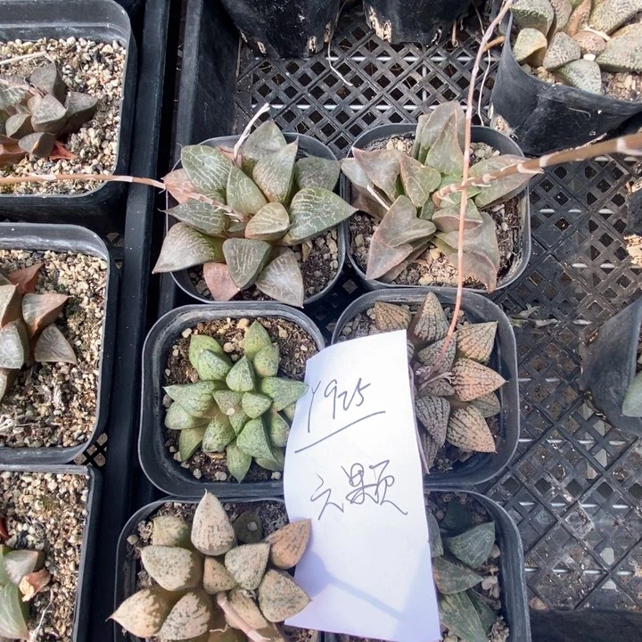 925。 六棵福利。