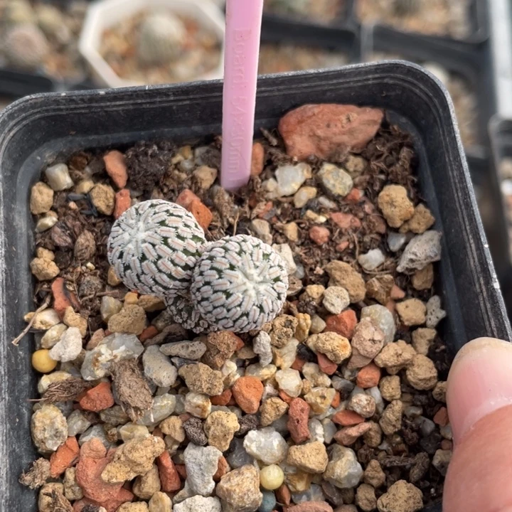 实生精巧殿2658000