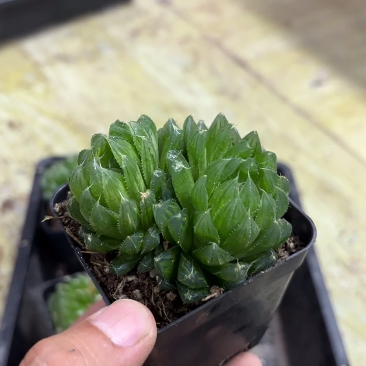 瑕疵实生玉露 带盘发货