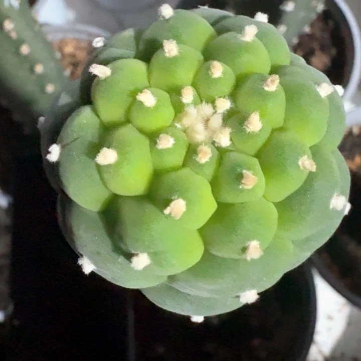 园艺苗接仙人球4公分