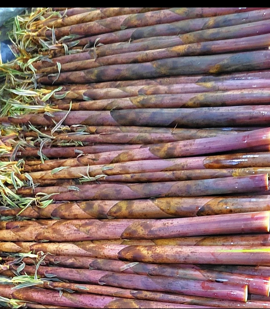 贵州黔东南金竹笋甜笋带壳发货