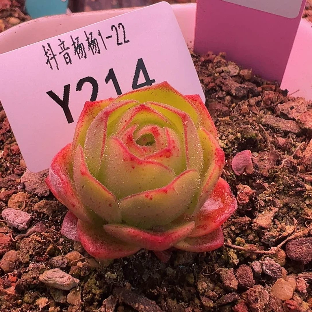 溯**?杨214 若初x各种 白粉福利 多肉