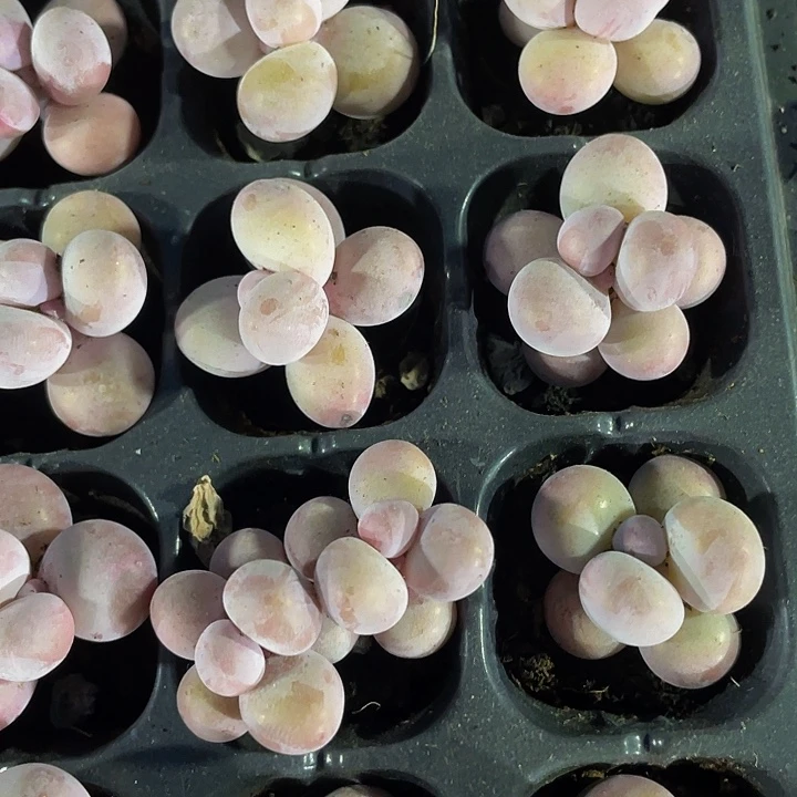 小奶豆1.5带土发