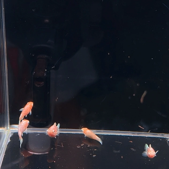 孔雀鱼精品喜欢玛丽球苗12条