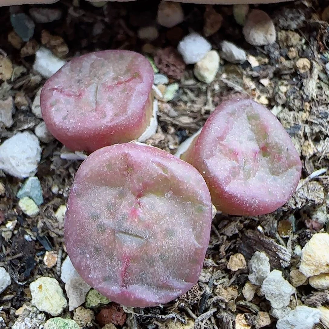 703园艺优选方碗