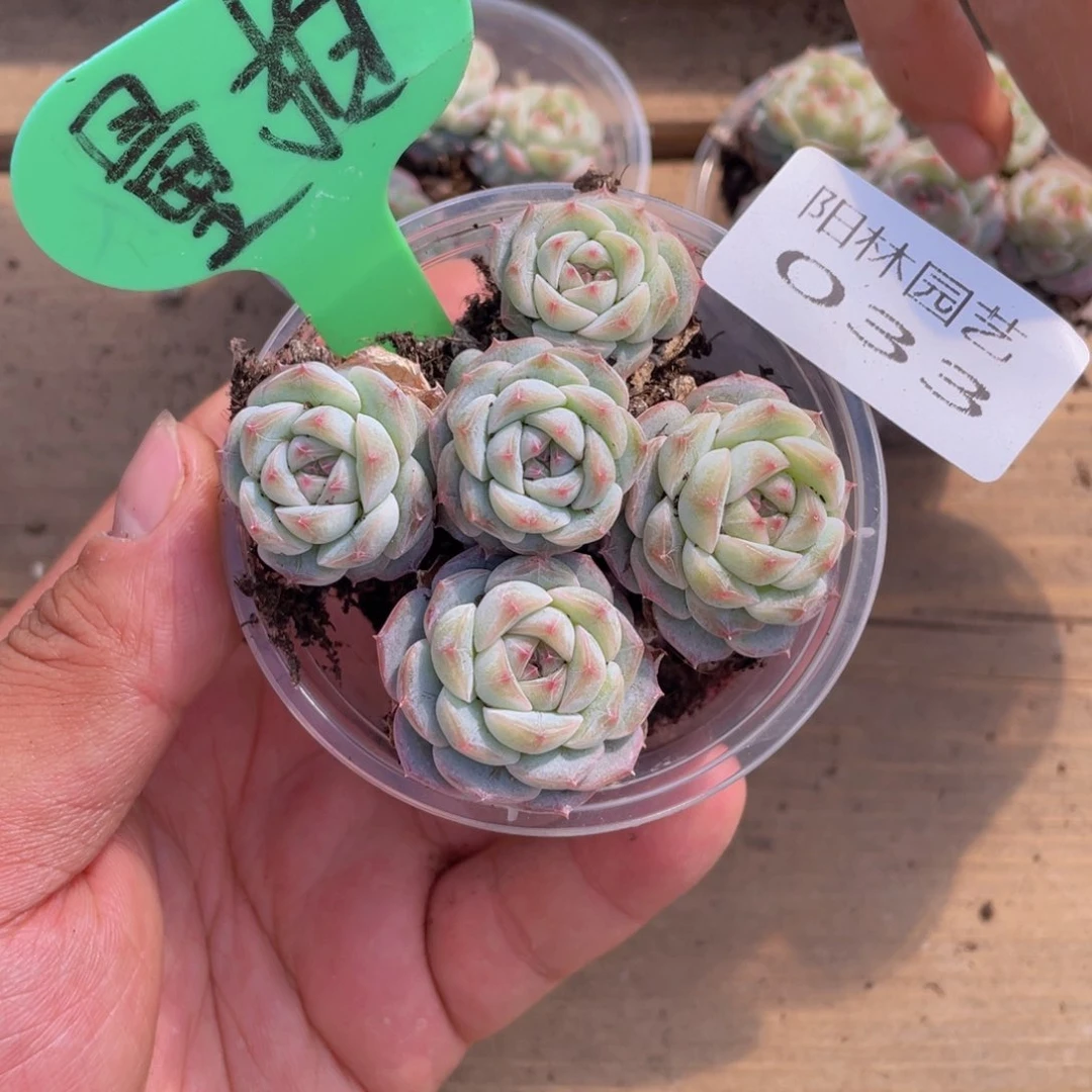 量拍多肉植物多肉植物33